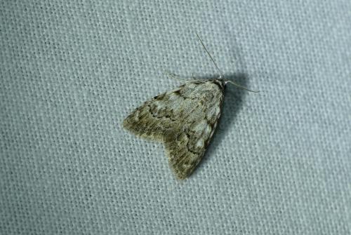 Nola confusalis